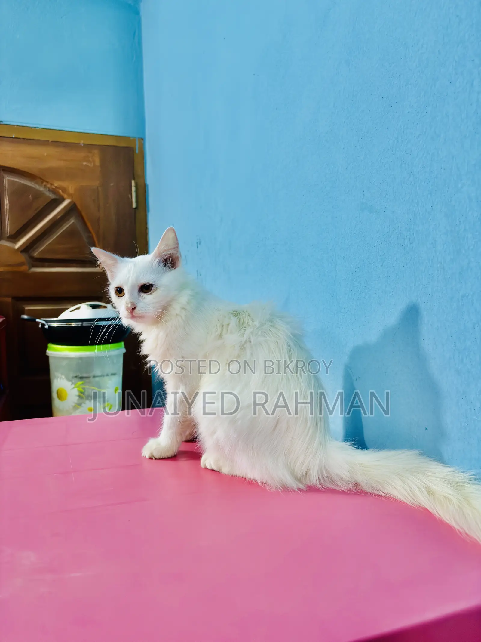 3-6 months Female Purebred Turkish Angora