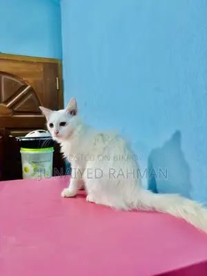 3-6 months Female Purebred Turkish Angora