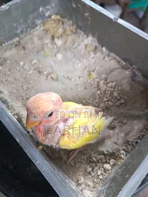 Red Head Lutino Opaline Tame Size Baby