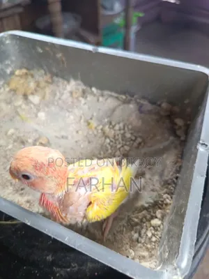 Red Head Lutino Opaline Tame Size Baby