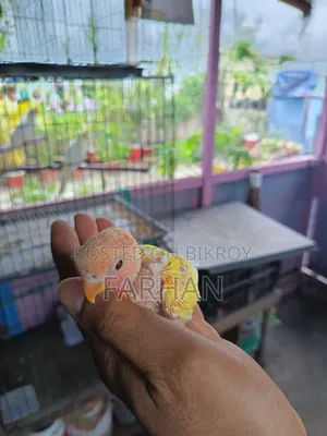 Red Head Lutino Opaline Tame Size Baby