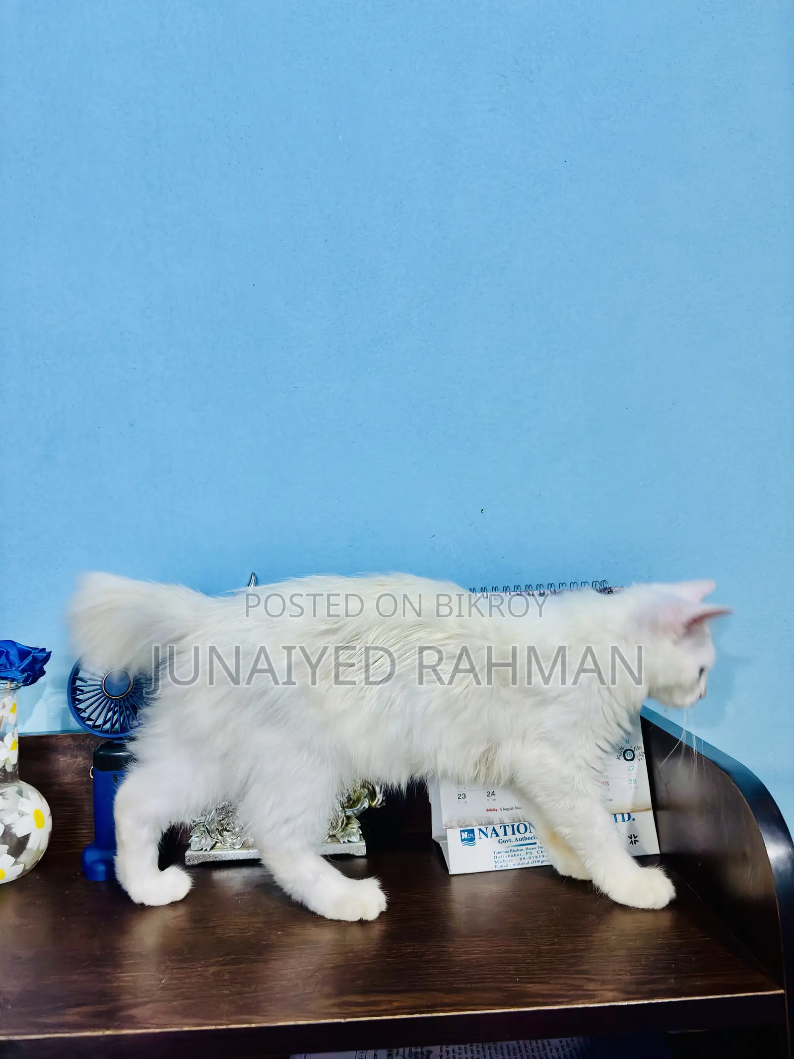 3-6 months Female Purebred Turkish Angora