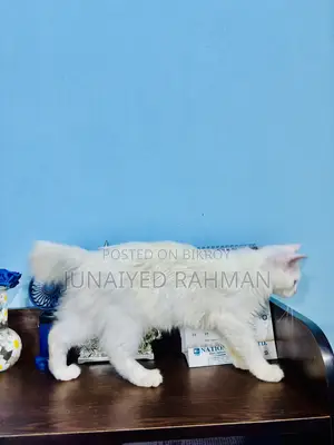 3-6 months Female Purebred Turkish Angora