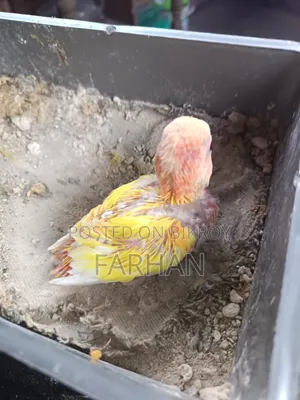 Red Head Lutino Opaline Tame Size Baby