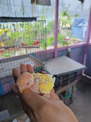 Red Head Lutino Opaline Tame Size Baby
