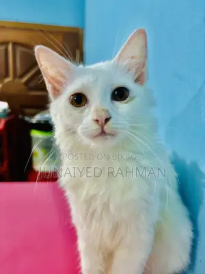 3-6 months Female Purebred Turkish Angora