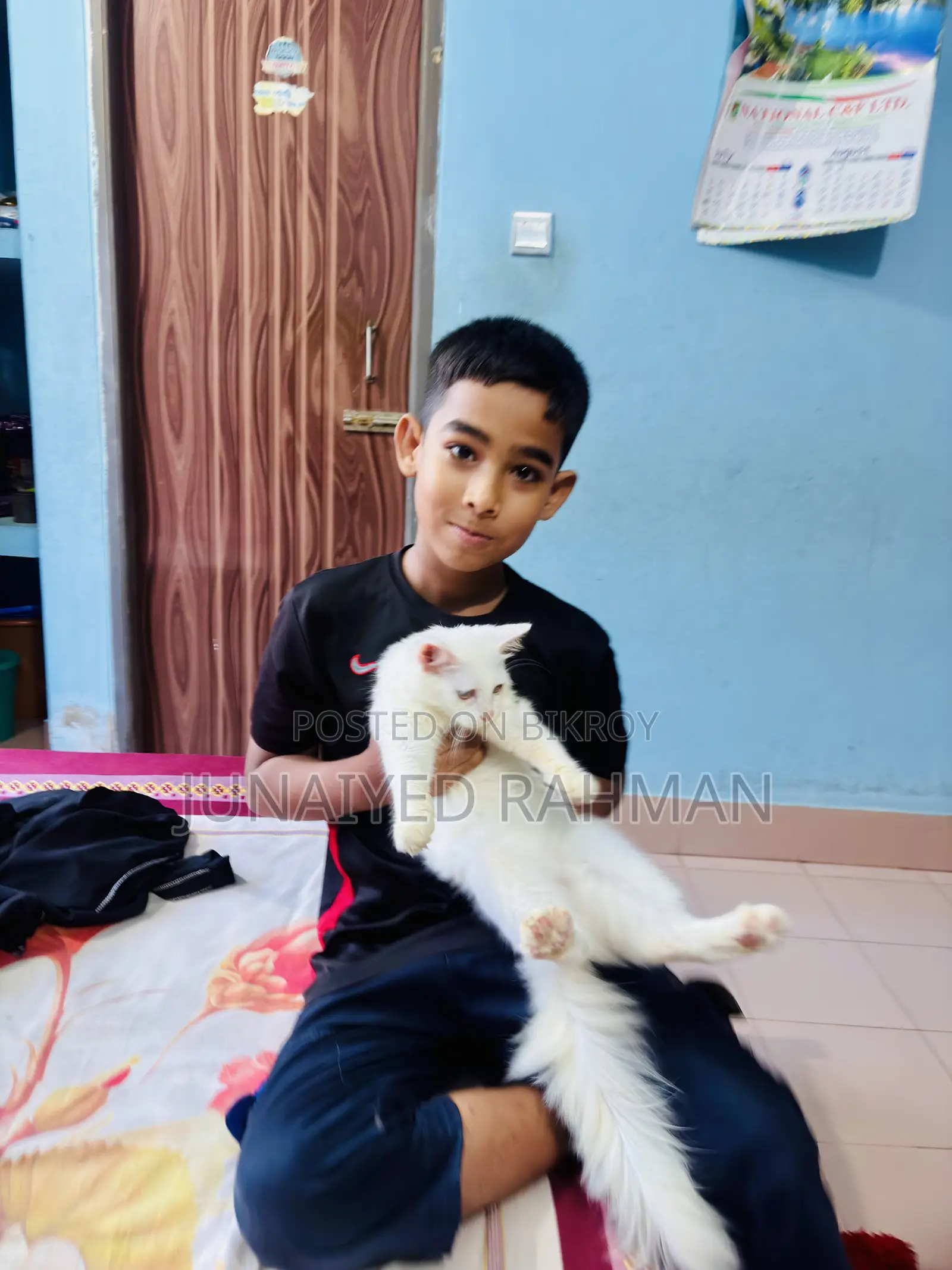 3-6 months Female Purebred Turkish Angora