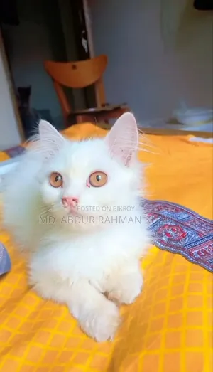 6-12 months Male Purebred Persian