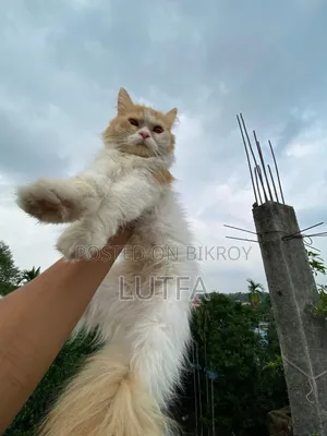 1+ Year Female Purebred Persian