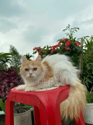 1+ Year Female Purebred Persian