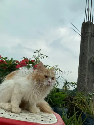 1+ Year Female Purebred Persian