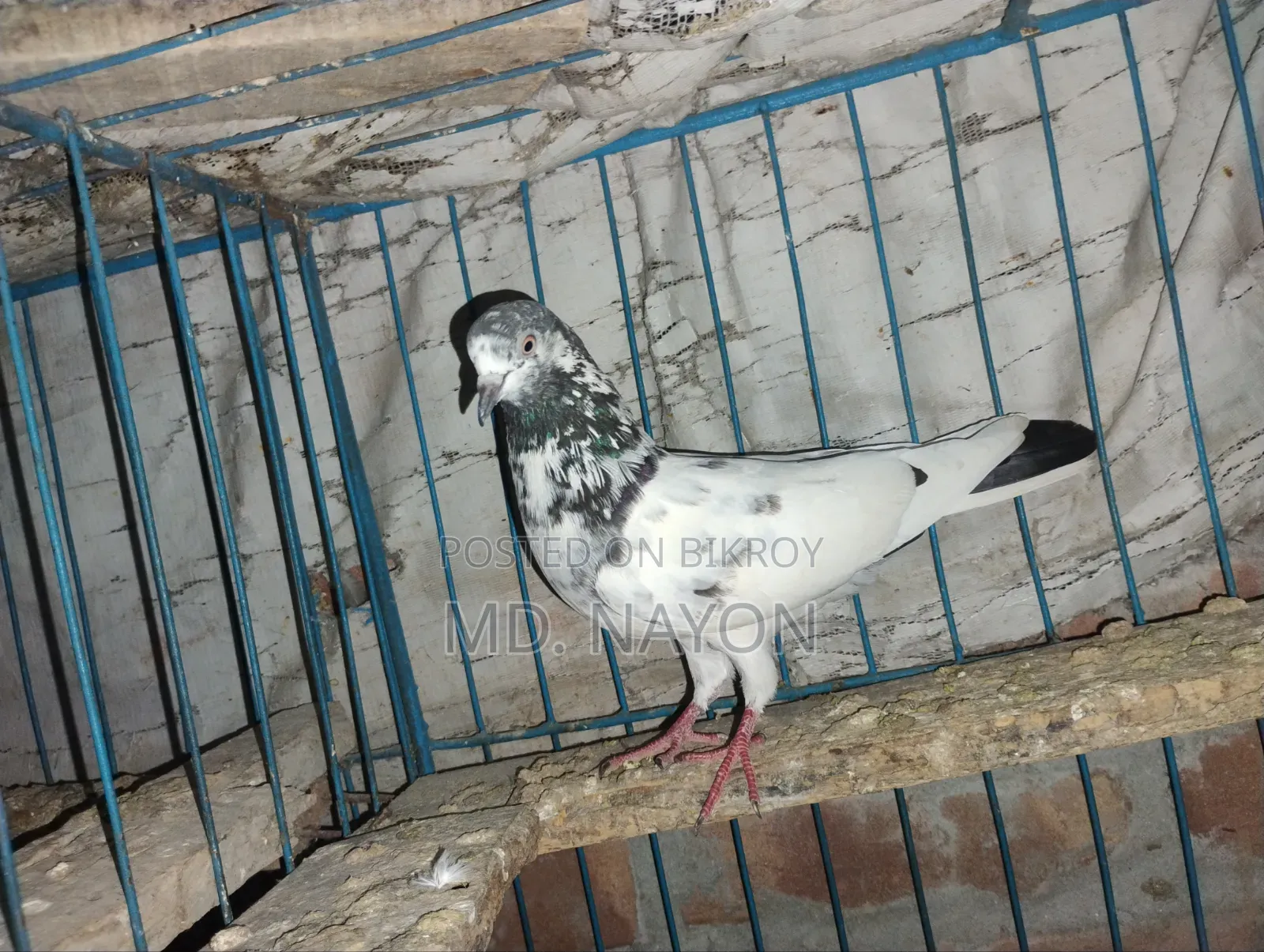 Rajshahi Giribaj Pigeons