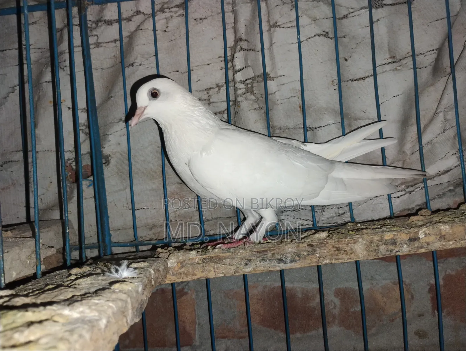 Rajshahi Giribaj Pigeons