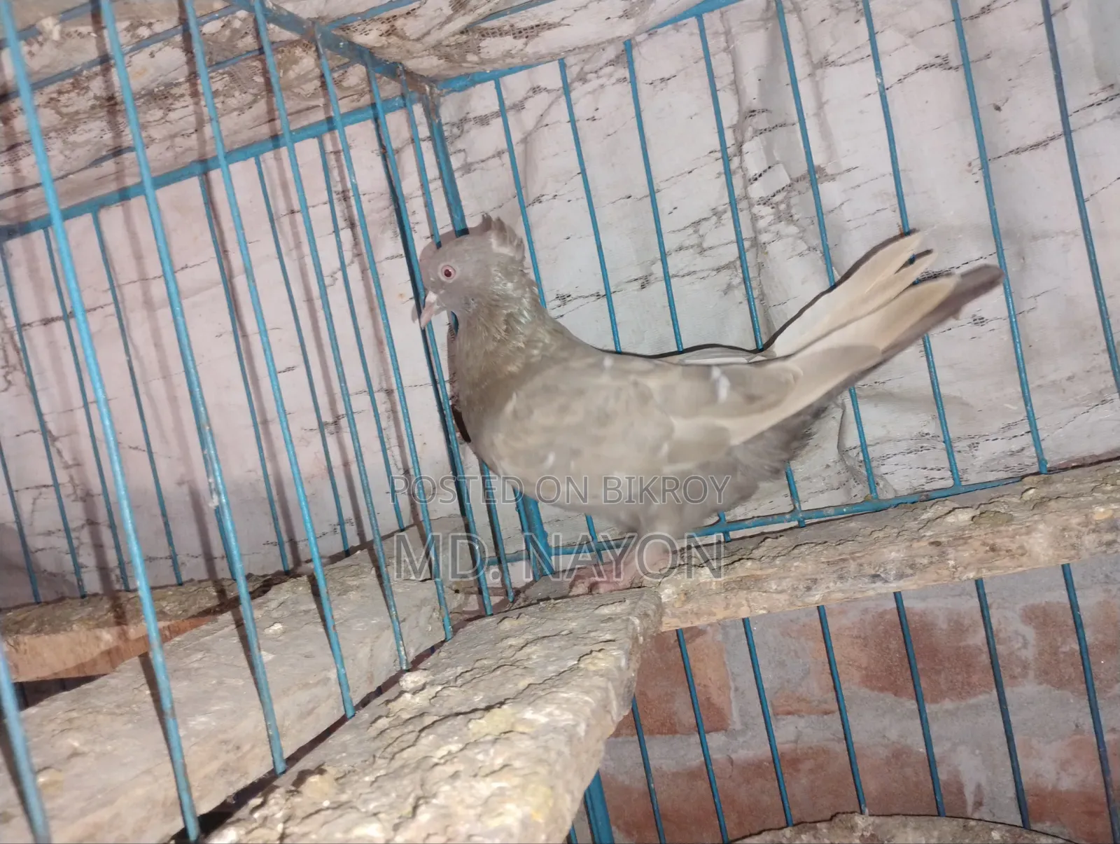 Rajshahi Giribaj Pigeons