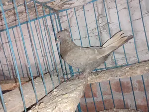 Rajshahi Giribaj Pigeons