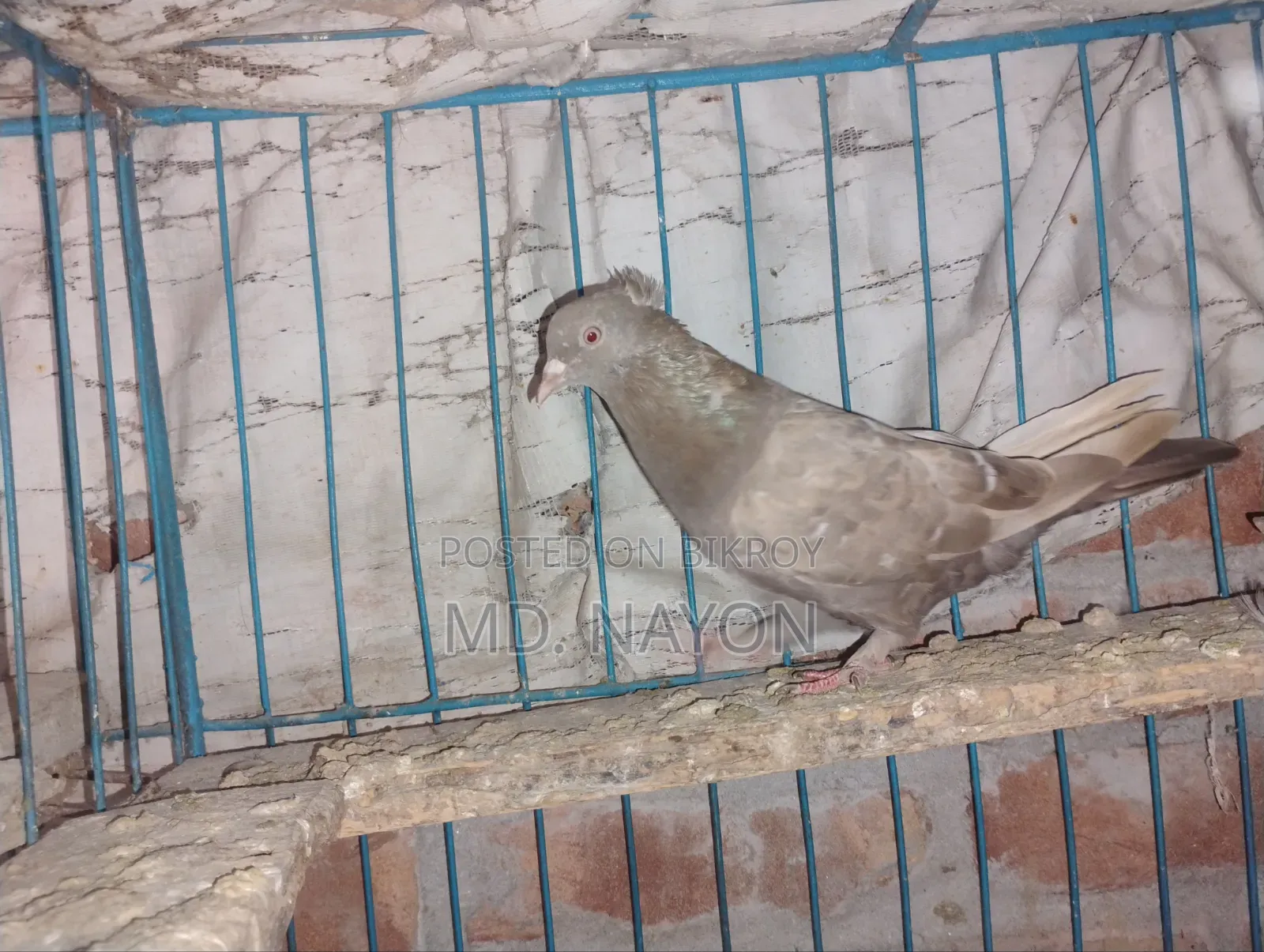 Rajshahi Giribaj Pigeons