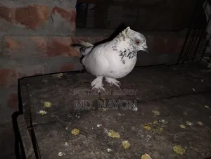 Rajshahi Giribaj Pigeons