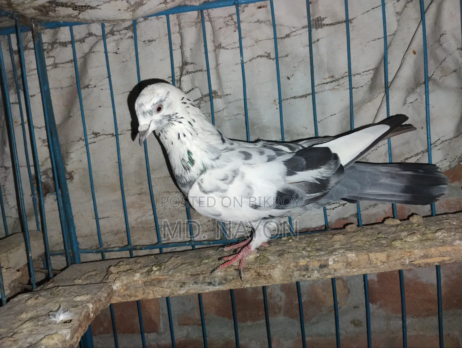 Rajshahi Giribaj Pigeons