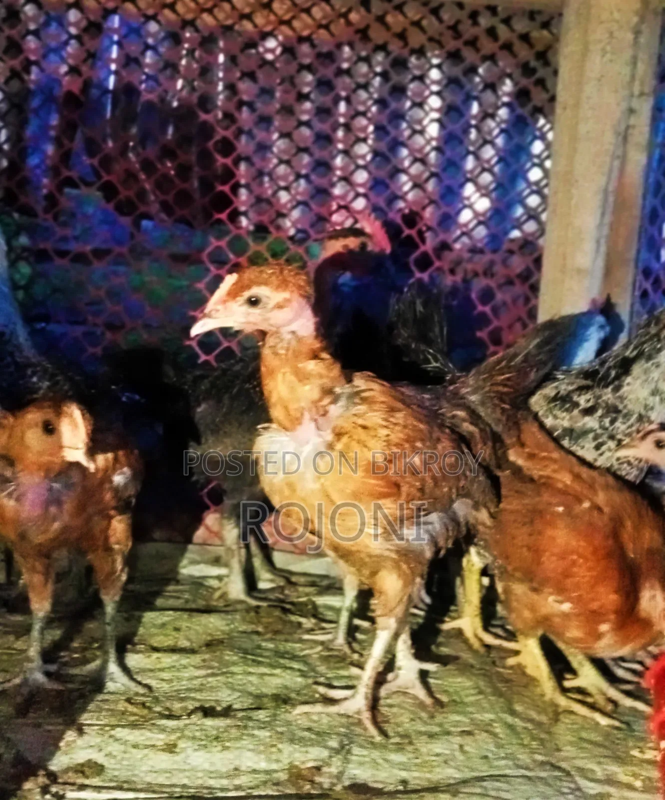 দেশি মুরগি