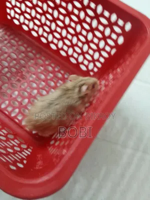 এটি একটি হামস্টার।