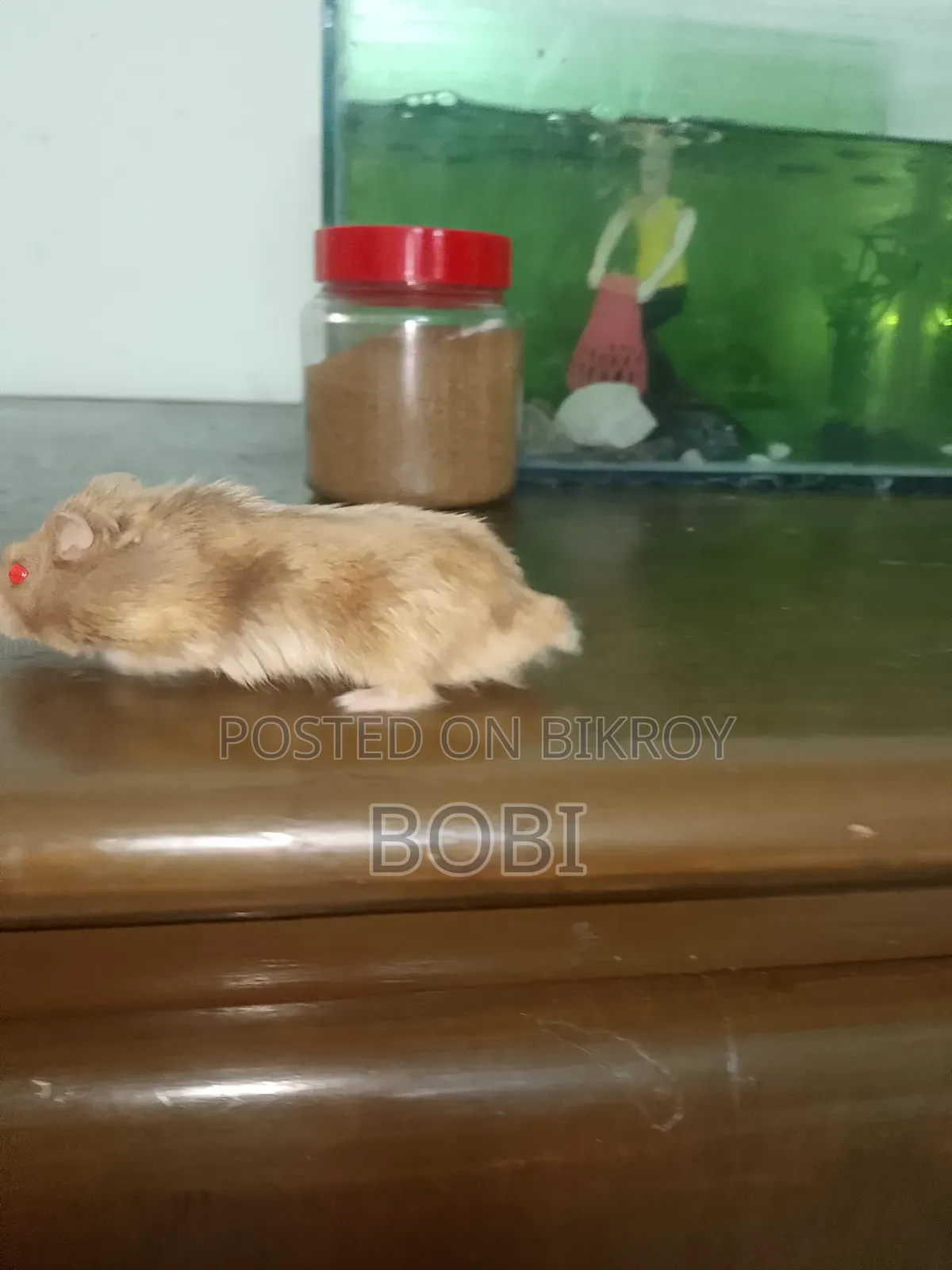 এটি একটি হামস্টার।