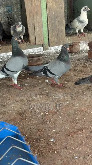 রেসার কবুতর (রানিং জোড়া)