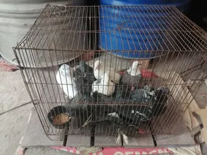 দেশি কবুতর