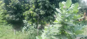 Furnished 4-Bedroom Farm House in Gosaipur, Dinajpur Sadar for Rent