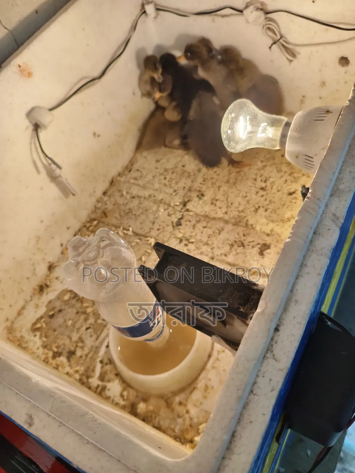Egg Hatching Machine