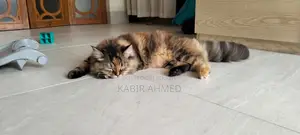 ৬-১২ মাসের ফিমেল মিক্সড ব্রিড পার্সিয়ান