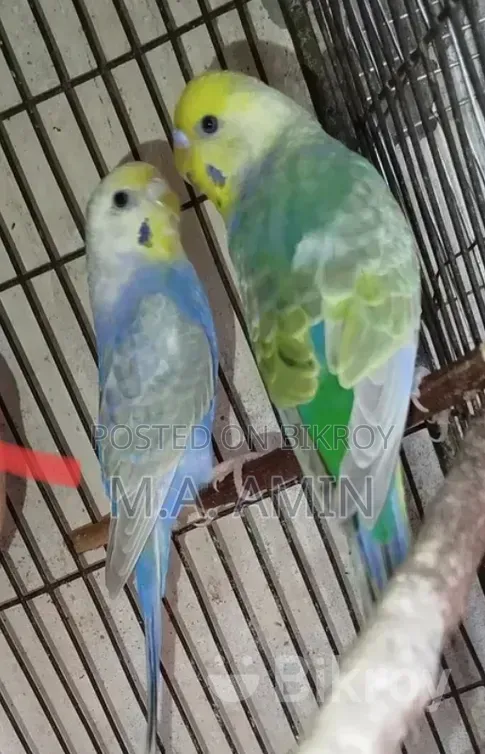 রানিং পাখি