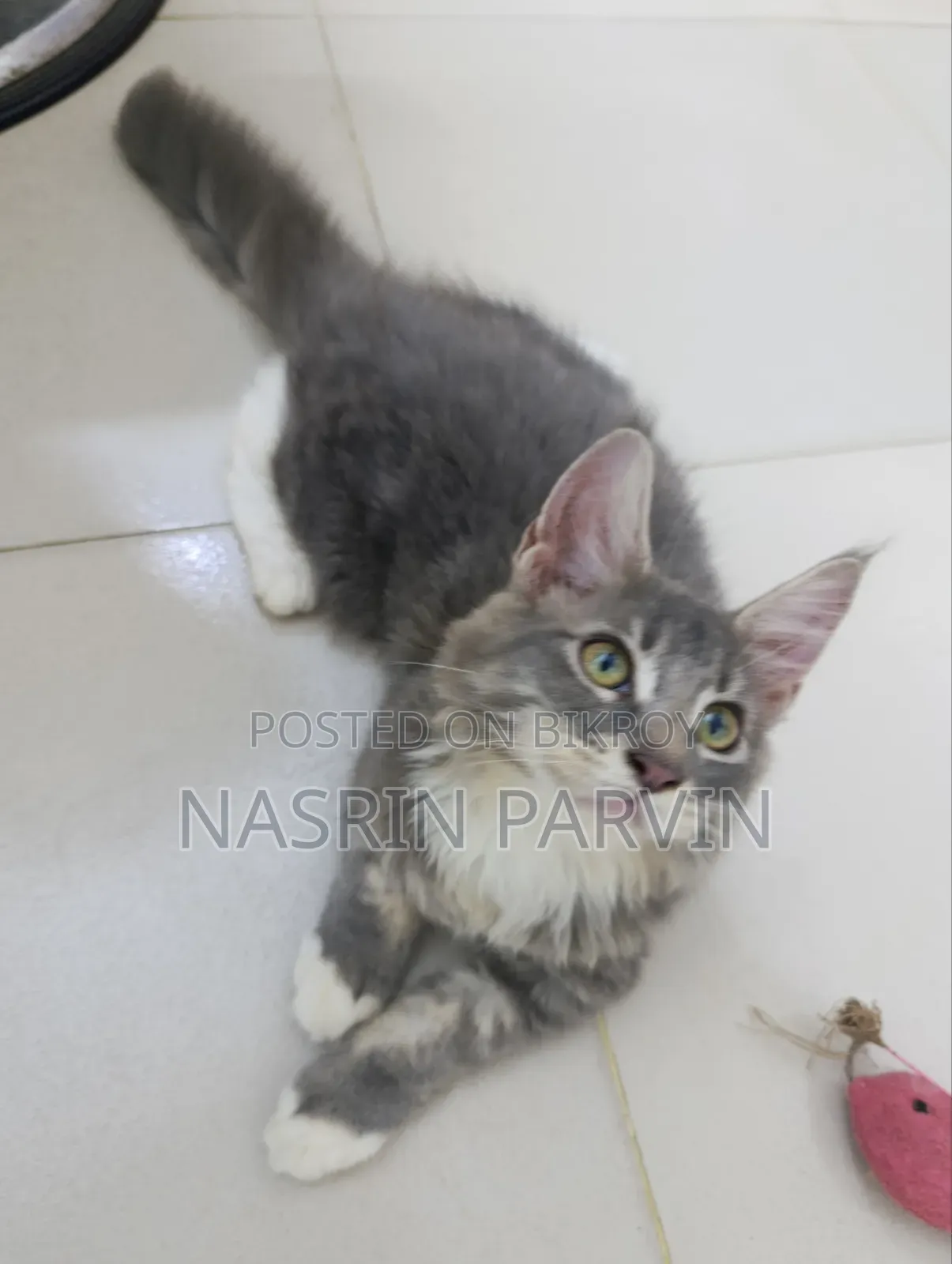 1-3 months Female Purebred Maine Coon