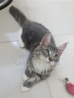 1-3 months Female Purebred Maine Coon