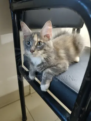1-3 months Female Purebred Maine Coon