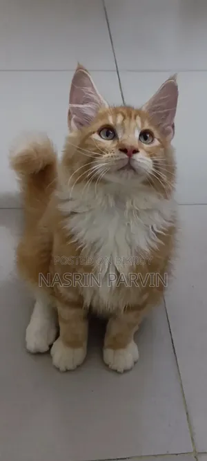 1-3 months Female Purebred Maine Coon