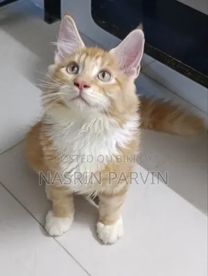 1-3 months Female Purebred Maine Coon