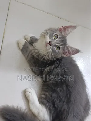 1-3 months Female Purebred Maine Coon