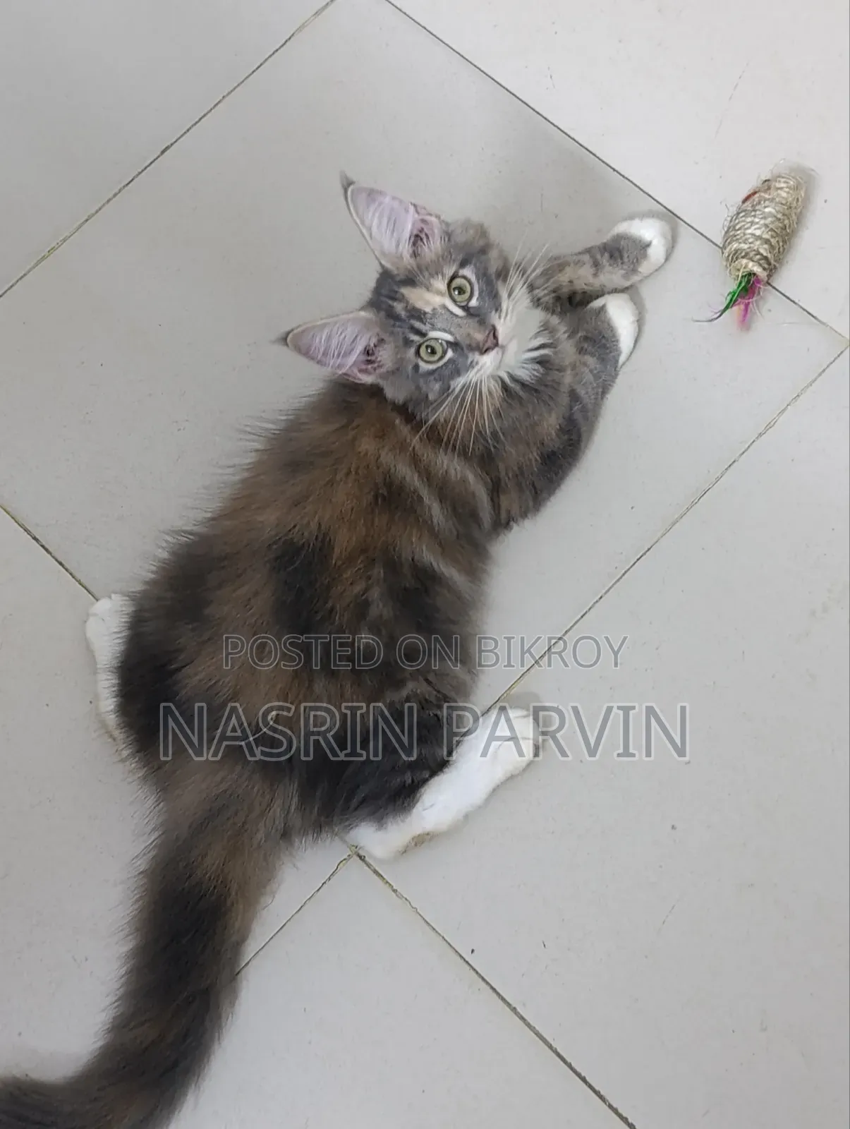 1-3 months Female Purebred Maine Coon