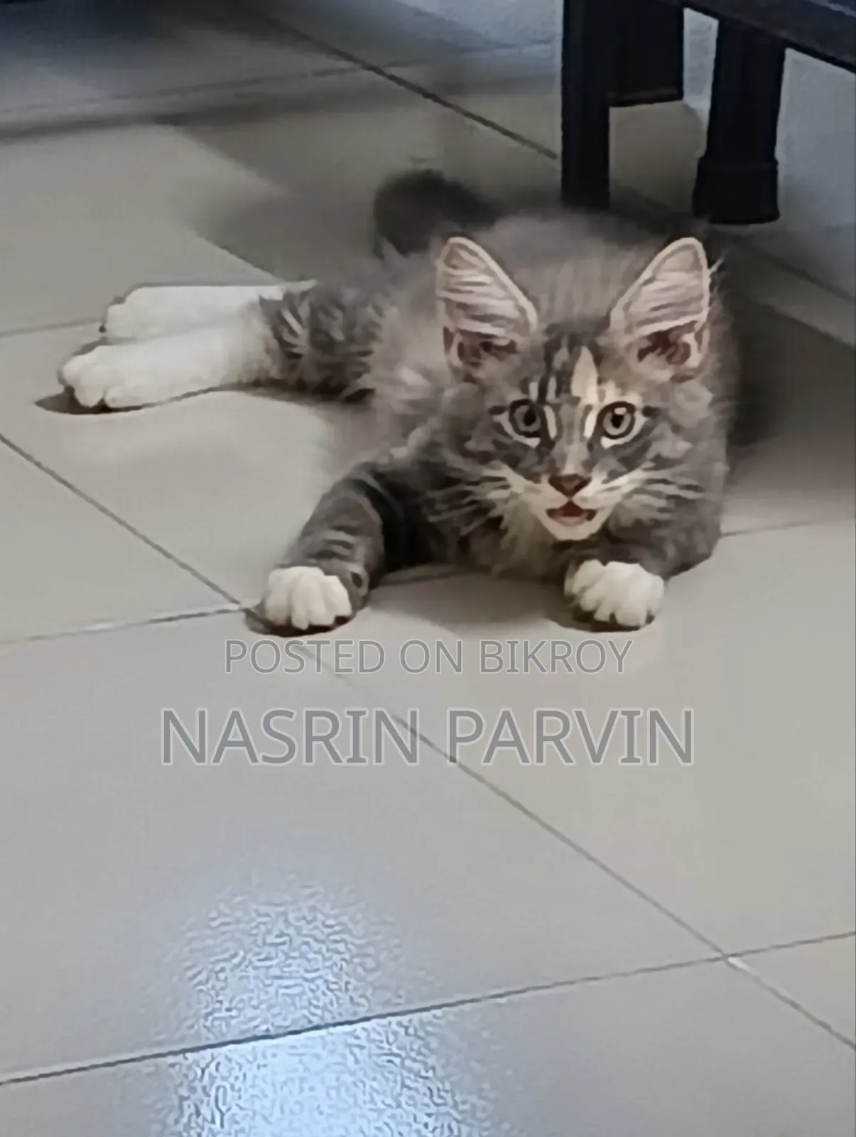 1-3 months Female Purebred Maine Coon