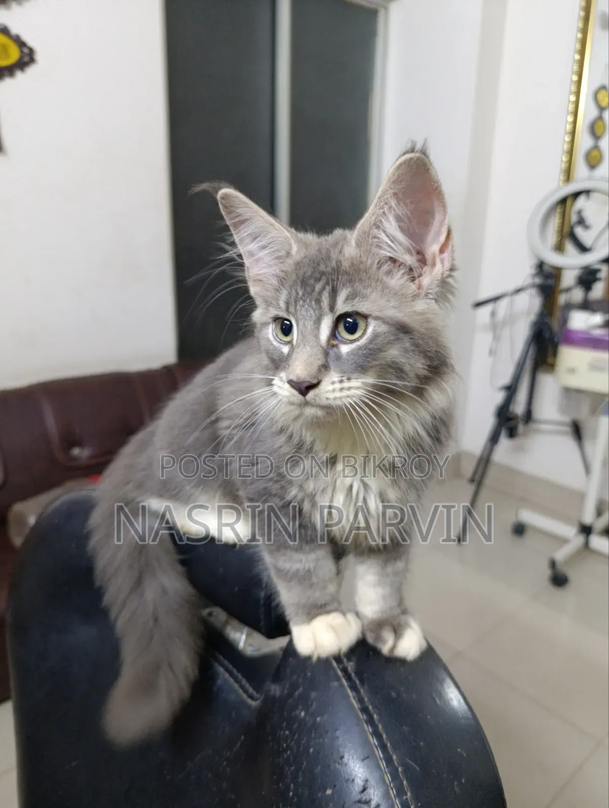 1-3 months Female Purebred Maine Coon