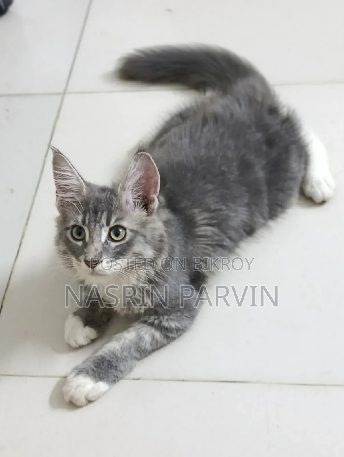 1-3 months Female Purebred Maine Coon