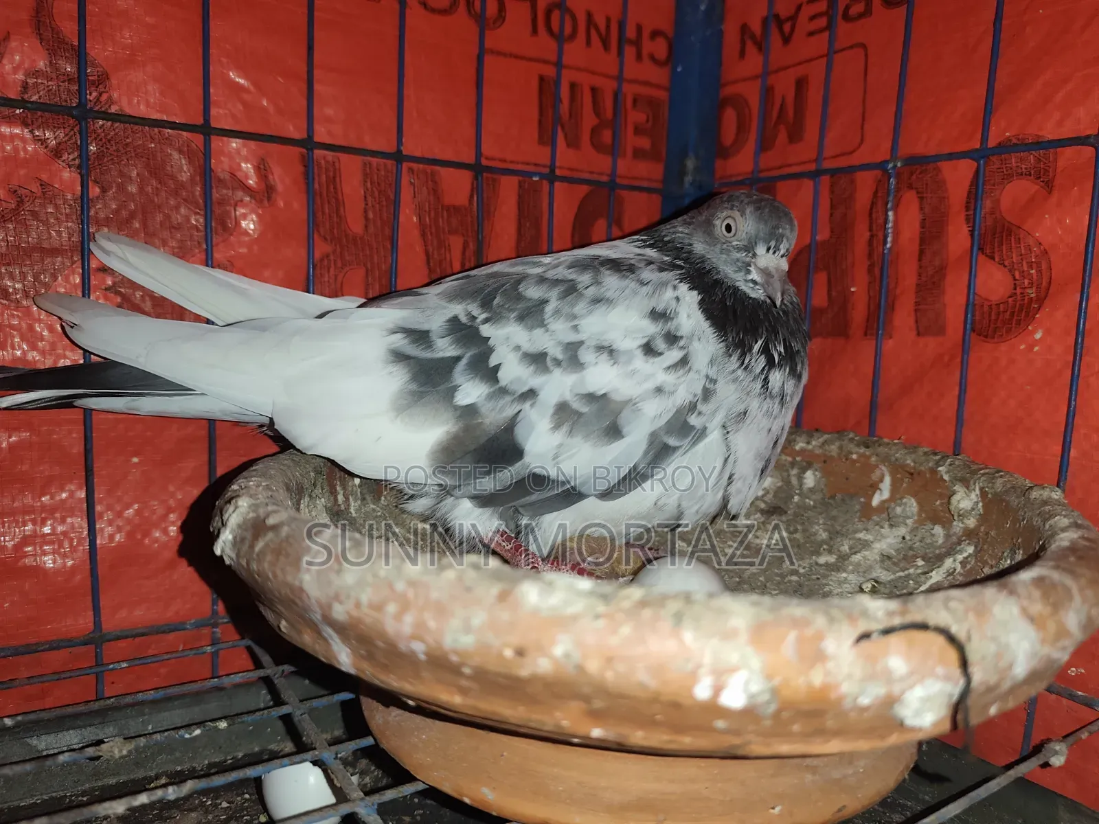 ৩ পিস কবুতর বিক্রয় করা হবে, ২ পিস মাদী ১ পিস নর।