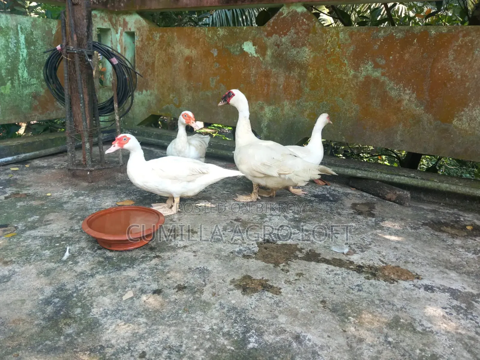 Muscovy Duck