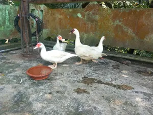 মাসকভি চিনা হাঁস