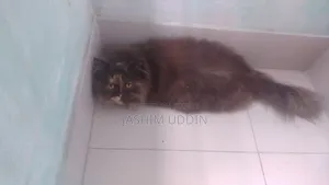 3 to 6 months Female Purebred Persian