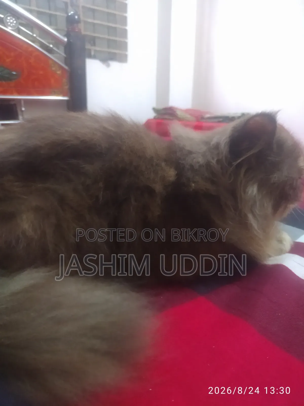 3 to 6 months Female Purebred Persian