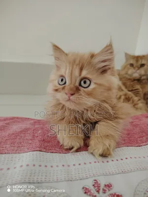 1-3 months Female Purebred Persian