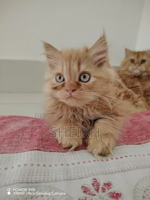 1-3 months Female Purebred Persian