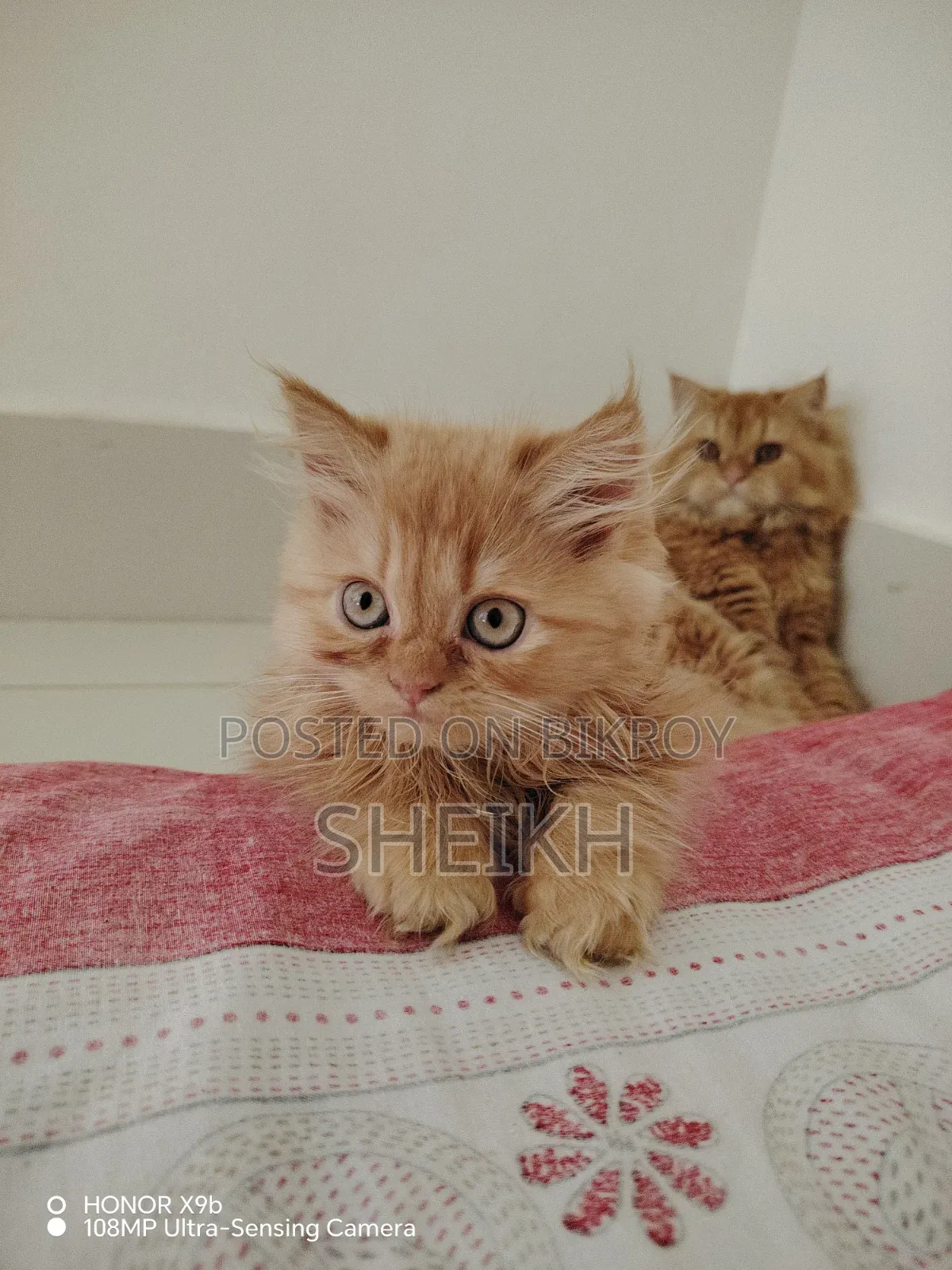 1-3 months Female Purebred Persian
