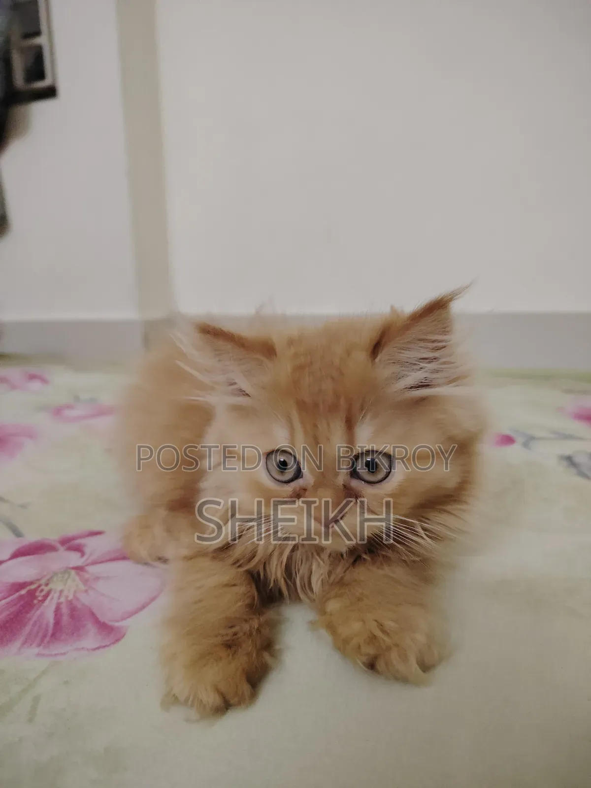 1-3 months Female Purebred Persian